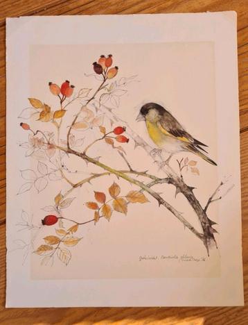 Prent van een vogel, tekening/aquarel.  beschikbaar voor biedingen