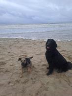 Honden uitlaat, Diensten en Vakmensen, Dieren | Honden | Verzorging, Oppas en Les, Particuliere oppas