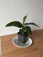 Bananenplantjes Musa Acuminata 'Cheeka' +/- 25 cm hoog, Huis en Inrichting, Kamerplanten, Ophalen, Halfschaduw, Minder dan 100 cm