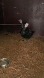 kalkoenen, Meerdere dieren, Kalkoen