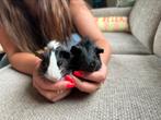2 Cavia beertjes (broertjes), Cavia, Mannelijk, Juli, Tam