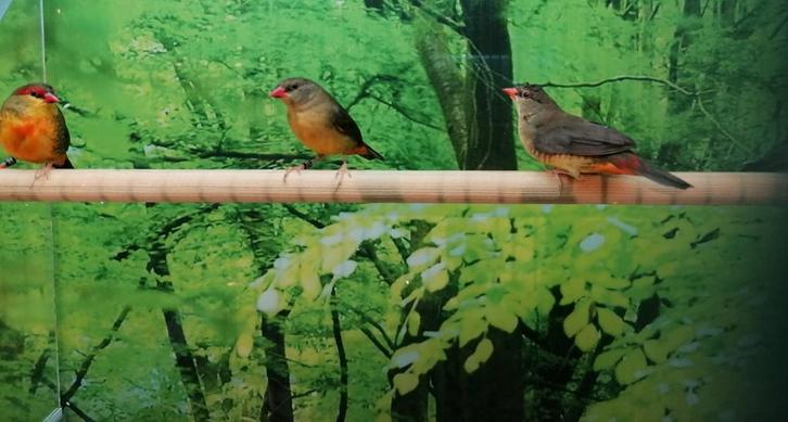Goudbuikjes diverse koppels., Dieren en Toebehoren, Vogels | Overige Vogels, Meerdere dieren