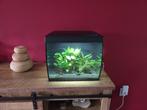 Fluval flex 57 aquarium met toebehoren, Dieren en Toebehoren, Vissen | Aquaria en Toebehoren, Ophalen, Gebruikt, Gevuld zoetwateraquarium