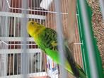 Grasparkietje Bas( man), Dieren en Toebehoren, Vogels | Parkieten en Papegaaien, Mannelijk, Parkiet, Tam
