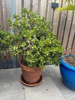 Crassula Ovata, 100 tot 250 cm, Zomer, Ophalen, Volle zon