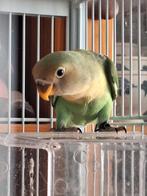 Te koop jonge Dwergpapagaaien, Dieren en Toebehoren, Vogels | Parkieten en Papegaaien, Geslacht onbekend, Papegaai, Geringd