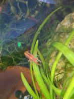 cpo kreeft, Dieren en Toebehoren, Kreeft, Krab of Garnaal, Zoetwatervis