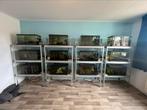 Aquarium 70 liter 12x met mogelijkheid incl garnaaltjes/slak, Dieren en Toebehoren, Ophalen, Gebruikt, Overige typen