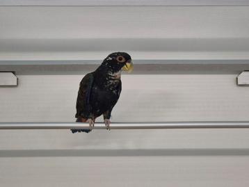 Te koop bronsvleugel pionus man beschikbaar voor biedingen