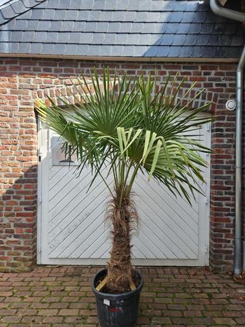 PALMBOMEN, OLIJFBOMEN & ANDERE MEDITERRANE BOMEN EN PLANTEN beschikbaar voor biedingen