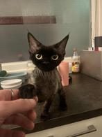 Devon Rex female, Dieren en Toebehoren, Kater, Gechipt, 0 tot 2 jaar