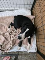 Spike pup 20 weekjes zoekt baasje, 15 weken tot 1 jaar, CDV (hondenziekte), Eén hond, Nederland