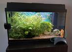 Goed werkend Juwel aquarium 60x30x30 GERESERVEERD VOOR DERK, Ophalen, Gebruikt, Gevuld zoetwateraquarium
