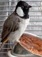 2 witoorbuul buuls man en popje eventueel met kooi, Dieren en Toebehoren, Meerdere dieren, Tropenvogel