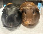 Cavia zeugjes Toffee & Smore, Januari, Vrouwelijk, Cavia