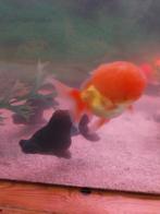 Aquarium koud water, Ophalen, Gebruikt, Gevuld zoetwateraquarium