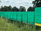 Bijenvolk 11 raams + Segeberger kast (bijen), Dieren en Toebehoren, Bijen