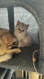 Britse Korthaar   kittens, Poes