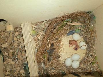 Tamme baby agapornis  beschikbaar voor biedingen