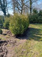 Coniferen te koop, Ophalen of Verzenden, Conifeer, 100 tot 250 cm