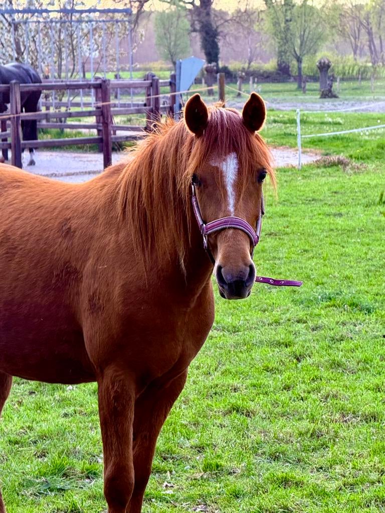 Aparte 3 jarige C pony New Forest ( drachtig ), Merrie, Met stamboom, 3 tot 6 jaar, C pony (1.27m tot 1.37m)