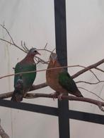 1-1 Groenvleugel duif, Dieren en Toebehoren, Meerdere dieren, Tropenvogel, Geringd