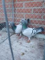 Nederlandse schoonheids postduiven, Meerdere dieren, Postduif