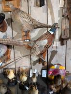 opgezette bosfazant fazant jacht vogel hert, Ophalen, Zo goed als nieuw, Vogel, Opgezet dier