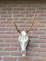 Mooie Edelhert Schedel Met Gewei Jacht Mancave f91, Ophalen, Zo goed als nieuw, Hert, Schedel