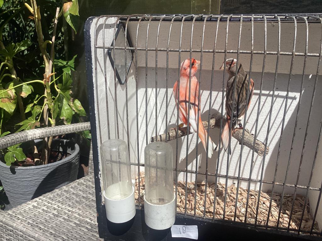 Koppel harlekijnen te koop., Dieren en Toebehoren, Vogels | Kanaries, Meerdere dieren, Kleurkanarie