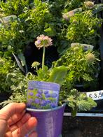 Scabiosa columbaria 'Blue' - Duifkruid, Volle zon, Vaste plant, Zomer, Ophalen