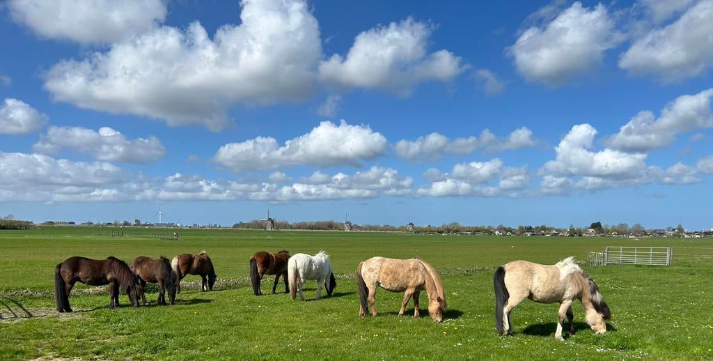 Ijslander stalling aangeboden, Stalling