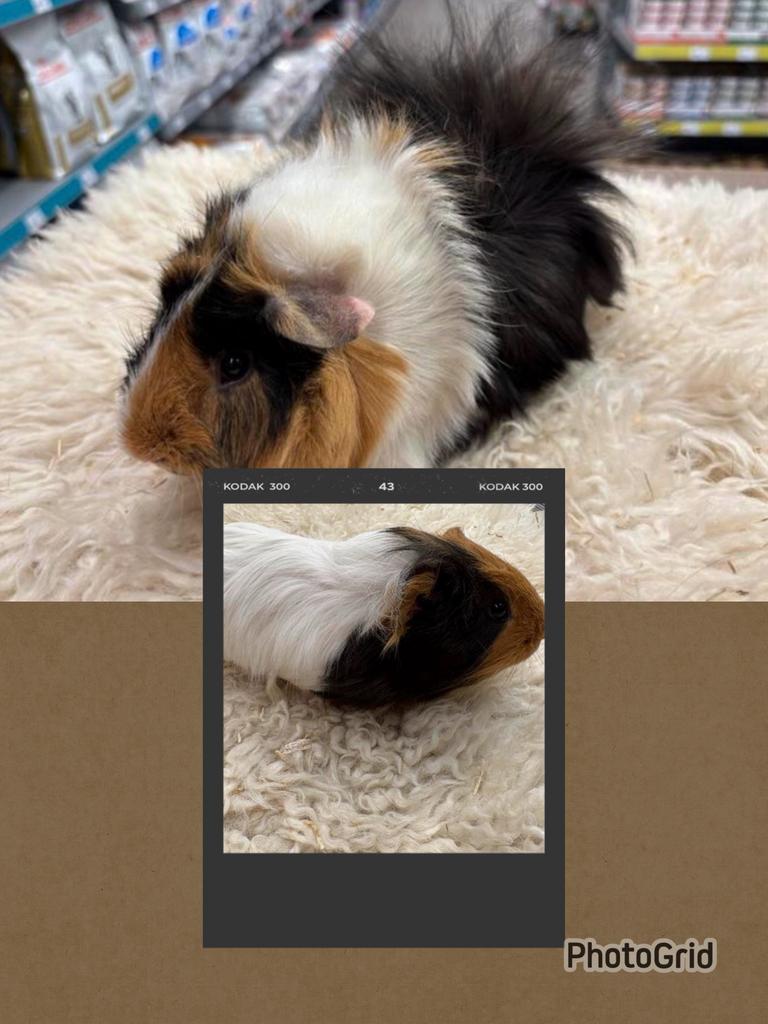 Lief cavia koppel met zorg gematcht ( van de zorgboerderij), Dieren en Toebehoren, Knaagdieren, Mannelijk, Tam, Maart, Cavia