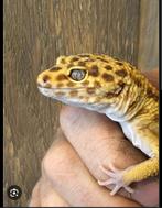 Gezocht: Luipaardgekko, Dieren en Toebehoren, Reptielen en Amfibieën
