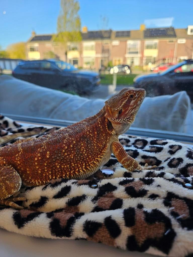 Lieve baardagaam “Lava” zoekt nieuw thuis Bearded Dragon - female for sale from Mandy1988
