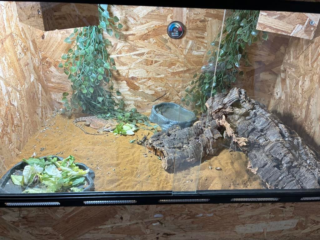 Dwerg baardagaam, Dieren en Toebehoren, Ophalen, Zo goed als nieuw