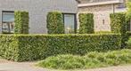 Beukenhaag, Tuin en Terras, Planten | Struiken en Hagen, Ophalen, Beukenhaag, Haag, 100 tot 250 cm