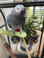 Papegaai grijs roodstaart, Mannelijk, Papegaai, Tam