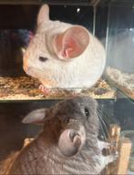 Chinchilla Goldbar Tam & Gezond, Dieren en Toebehoren, Knaagdieren, Chinchilla, Mannelijk, Juli, Tam
