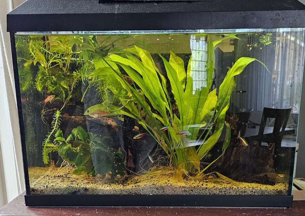 Compleet Juwel aquarium te koop. 60x40x30, Dieren en Toebehoren, Vissen | Aquaria en Toebehoren, Zo goed als nieuw, Gevuld zoetwateraquarium