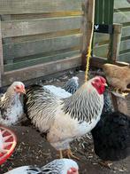Wyandotte Columbia witte hanen, Dieren en Toebehoren, Pluimvee, Mannelijk, Kip
