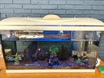 Aquarium, Dieren en Toebehoren, Vissen | Aquaria en Toebehoren, Ophalen, Gebruikt, Gevuld zoetwateraquarium