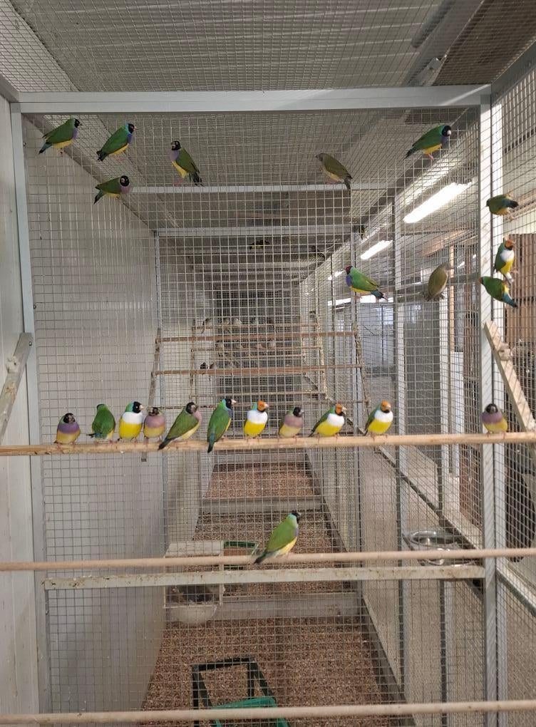 Allerlei volierevogels gezocht..., Dieren en Toebehoren, Vogels | Parkieten en Papegaaien, Meerdere dieren, Parkiet, Geringd