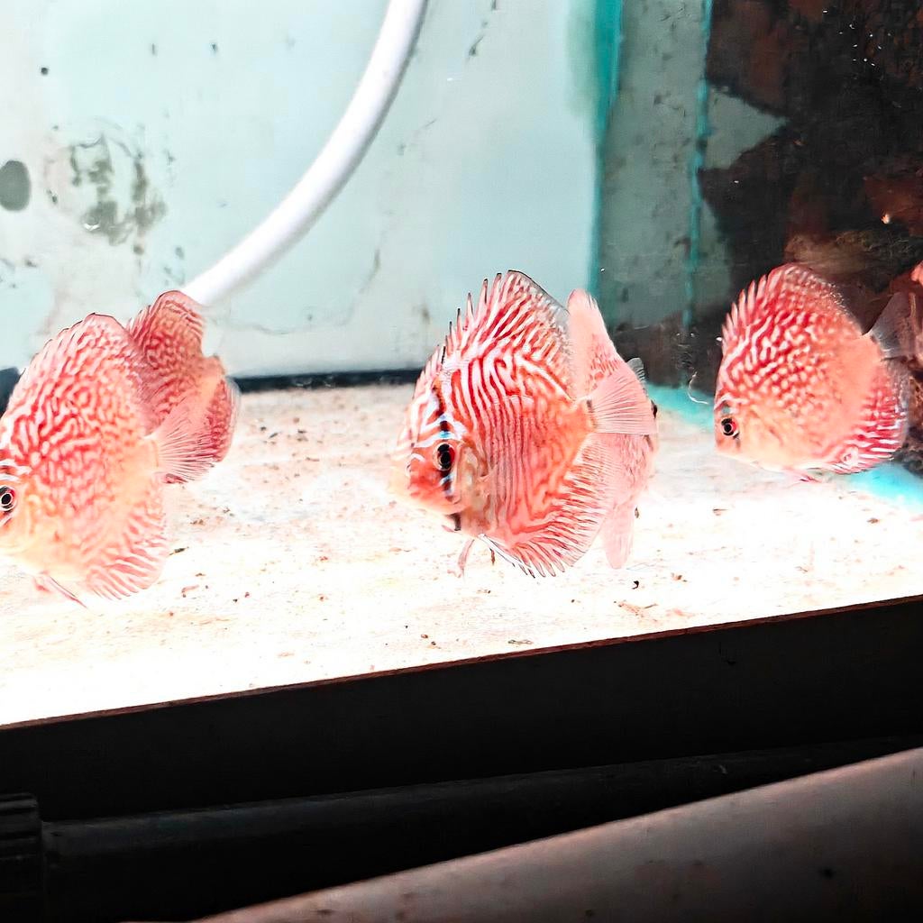 Small turquoise en leopard discussen, Dieren en Toebehoren, Vissen | Aquariumvissen, Vis, Zoetwatervis, Schoolvis