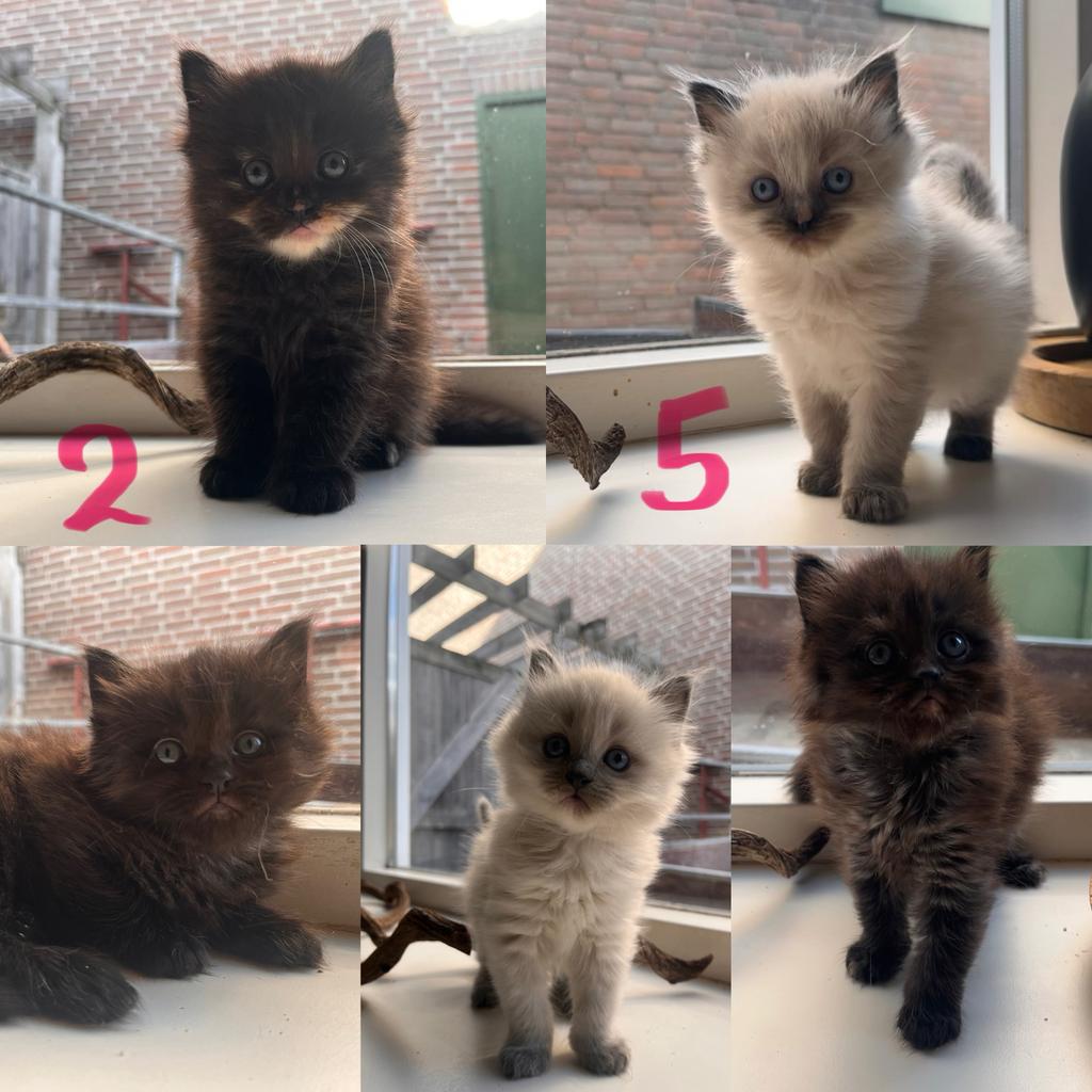 Kittens ragdoll x maine coon (nog 2 poesjes beschikbaar), Dieren en Toebehoren, Katten en Kittens | Raskatten | Langhaar, Meerdere dieren