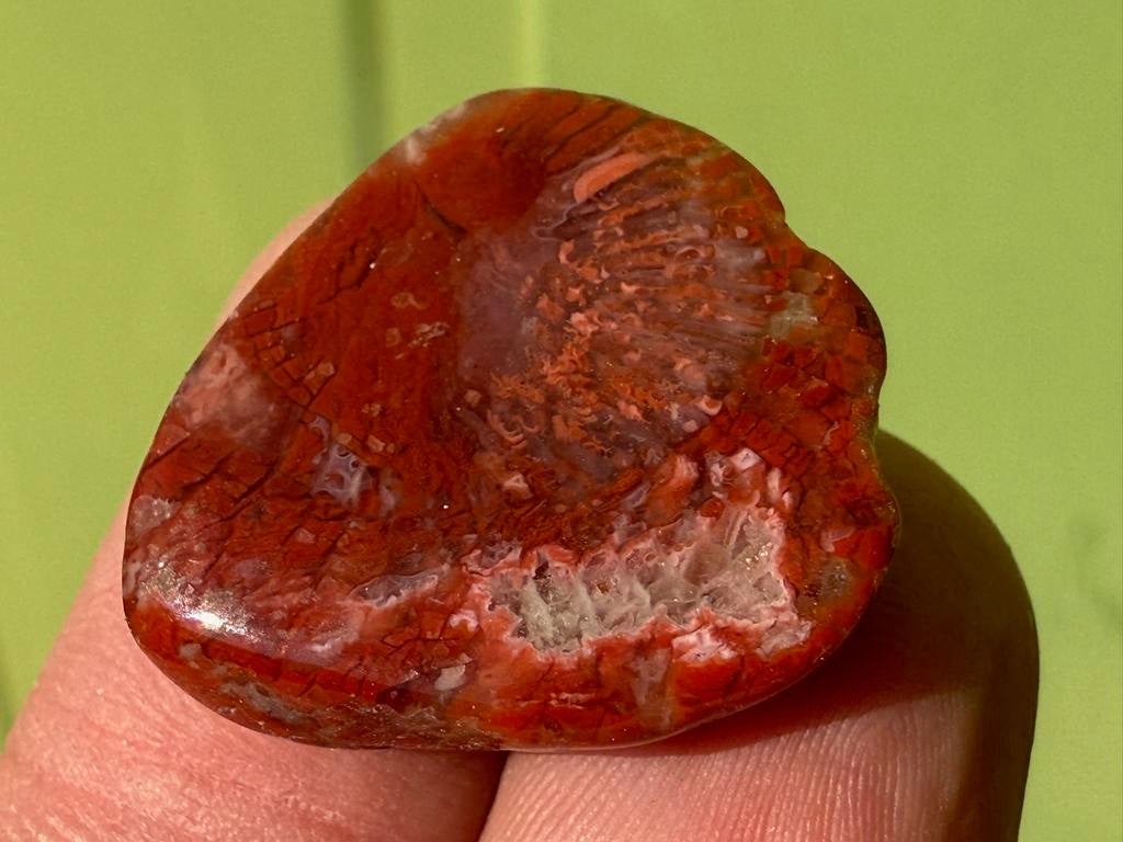 Rode hoorn Koraal  broekzaksteen mineraeln, Ophalen of Verzenden, Mineraal