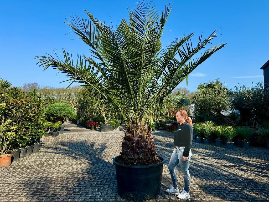 Jubaea chilensis - Chileense wijnpalm met 100 cm stamhoogte, Tuin en Terras, Ophalen of Verzenden, 250 tot 400 cm, Zomer, Palmboom