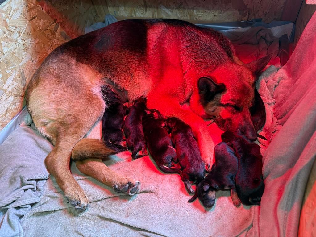 Duitse herder pups, Dieren en Toebehoren, Honden | Herdershonden en Veedrijvers, Meerdere dieren, Herder, Particulier, Meerdere