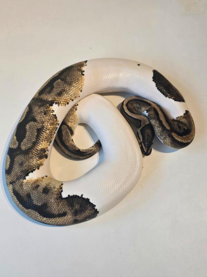 0.1 phantom gene x pied ball python Ball Python - female for sale from martijn
