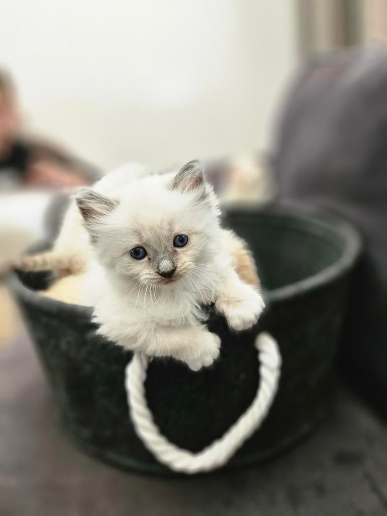 Ragdoll Kittens, Dieren en Toebehoren, Katten en Kittens | Raskatten | Langhaar, Meerdere dieren